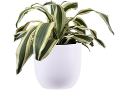Dracaena Fragrans | White Aspen (XL)