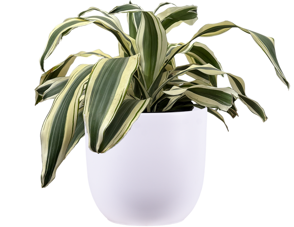 dracaena white bird plant Dracaena Fragrans | White Aspen | 10" Pot | Easy Care Houseplant
