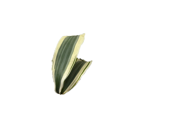 dracaena white aspen care Dracaena Fragrans | White Aspen | 10" Pot | Easy Care Houseplant