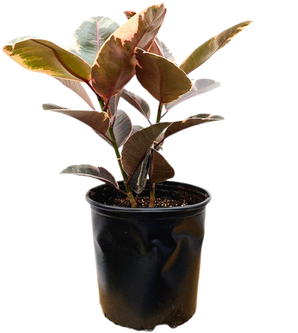 Ficus Ruby | Rubber Tree (XL)