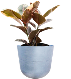 Ficus Ruby | Rubber Tree (XL)