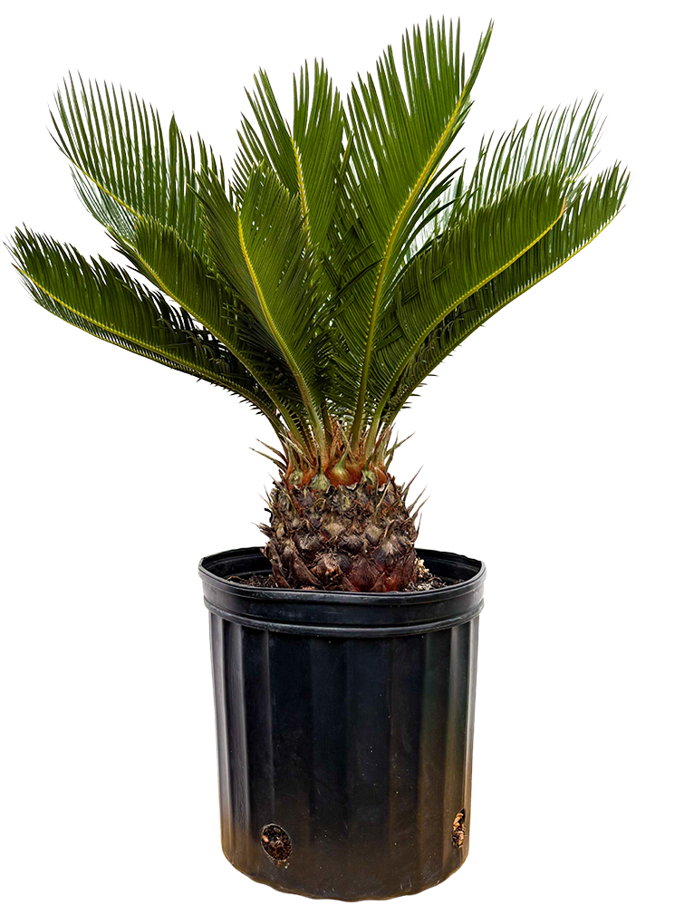 Cycas Revoluta | Sago Palm (XL)
