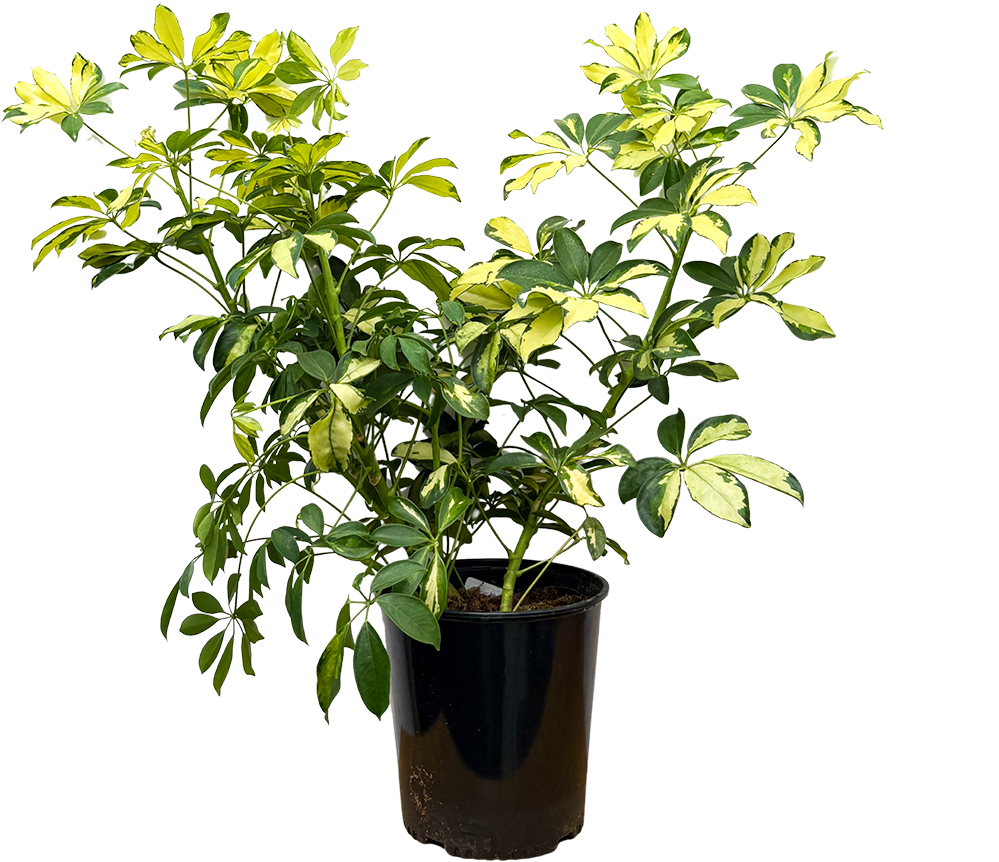 Schefflera Arboricola Capella (XL)