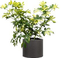Schefflera Arboricola Capella (XL)