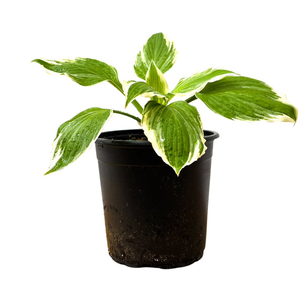 Hosta Albomarginata (M)