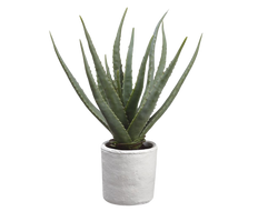 Artificial Agave in White Magnesium Pot (S)