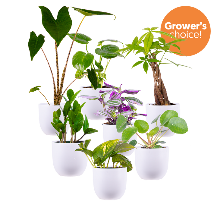 Mystery Bundle | Medium (White Pots)