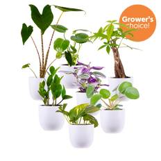 Mystery Bundle | Medium (White Pots)