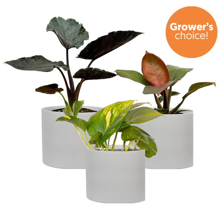 Aroid Trio (White Pots)