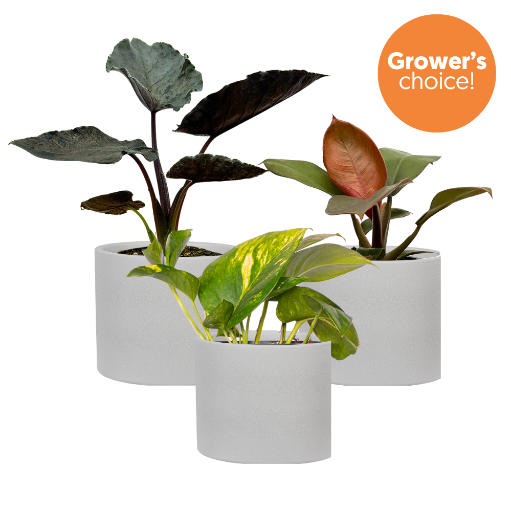 Aroid Trio (White Pots)