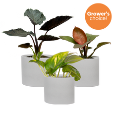Aroid Trio (White Pots)
