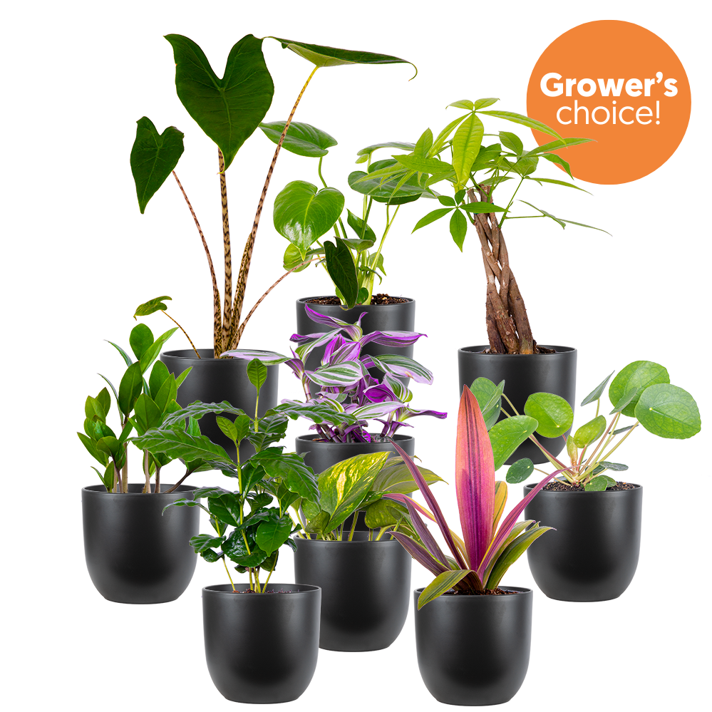 Mystery Bundle | Large (Black Pots)