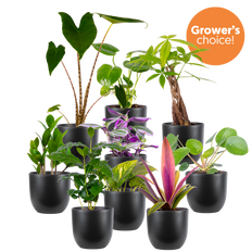 Mystery Bundle | Large (Black Pots)