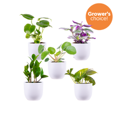 Mystery Bundle | Small (White Pots)