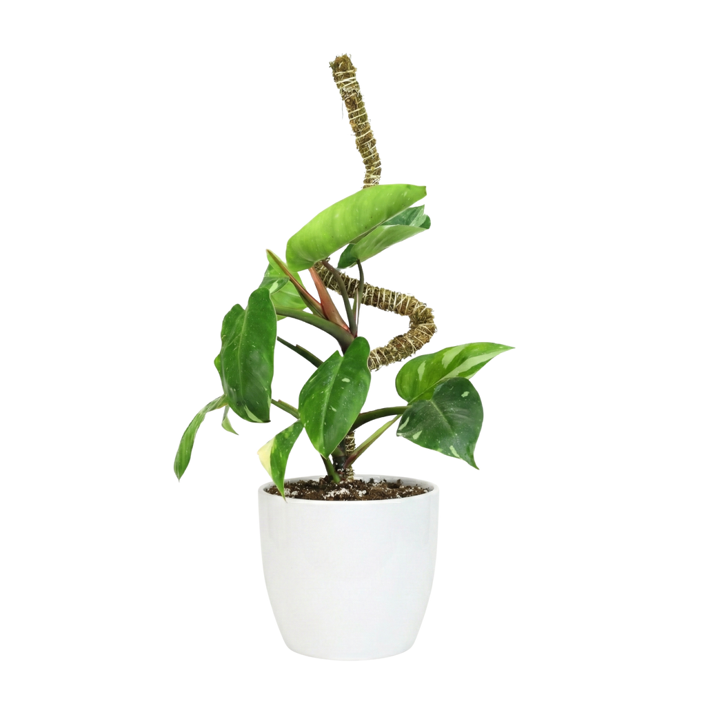 Bendable Moss Poles - 3 pack