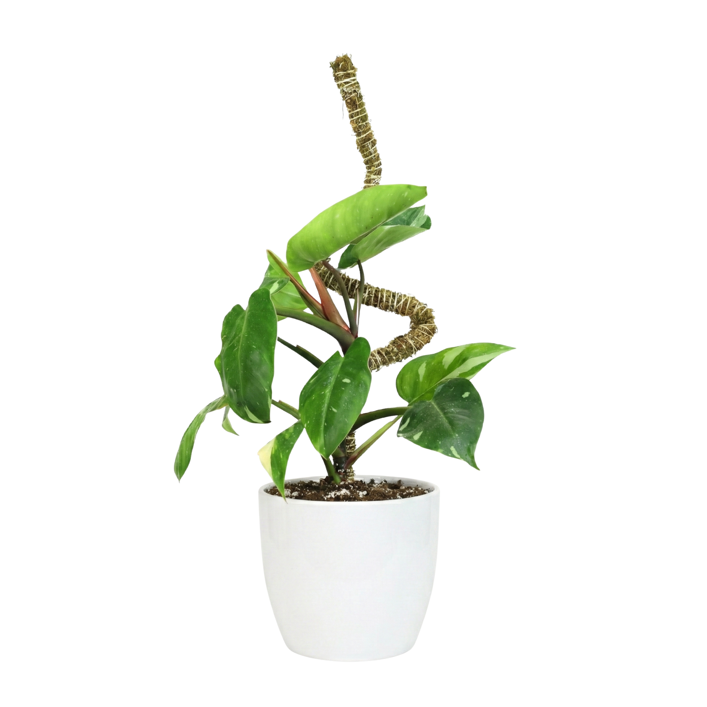 Bendable Moss Poles - 3 pack