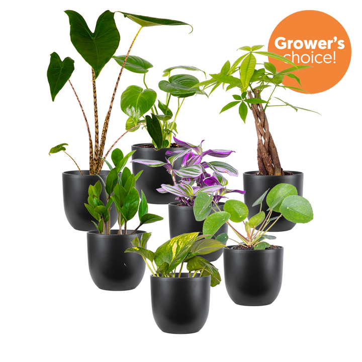 Mystery Bundle | Medium (Black Pots)