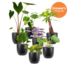 Mystery Bundle | Medium (Black Pots)