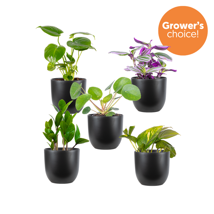 Mystery Bundle | Small (Black Pots)