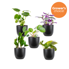 Mystery Bundle | Small (Black Pots)