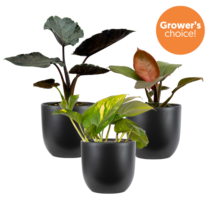 Aroid Trio (Black Pots)