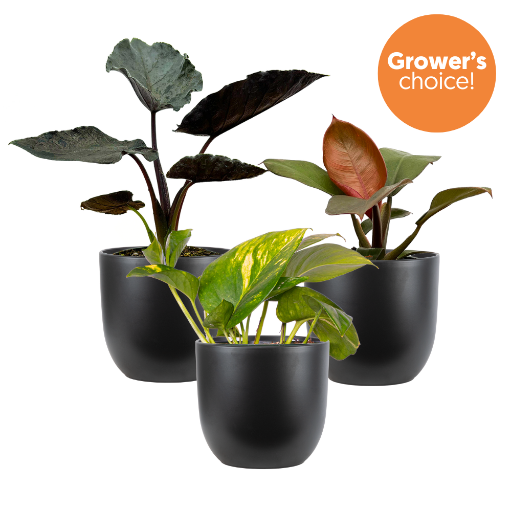 Aroid Trio (Black Pots)