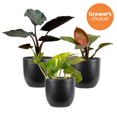 Aroid Trio (Black Pots)