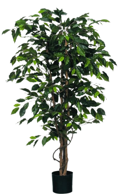 Artificial Ficus Benjamina | Weeping Fig (XXL)