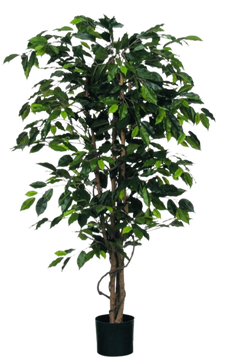 Artificial Ficus Benjamina | Weeping Fig (XXL)