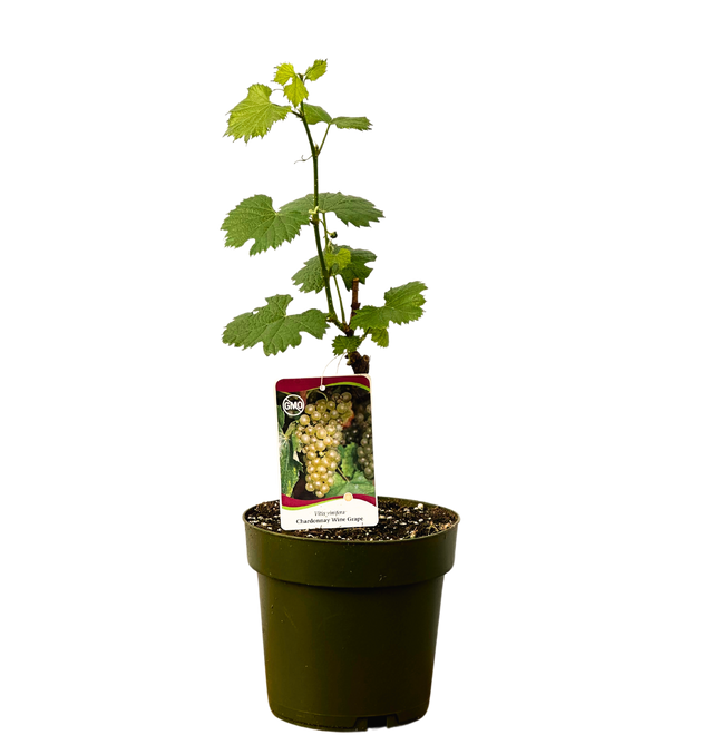 Vigne à Raisin - Set De 3 - Vitis Vinifera 'Chardonnay' - Hauteur 25 40cm 9cm 6853d1fbc3e34b708893725a Vigne à Raisin - Set De 3 - Vitis Vinifera 'Chardonnay' - Hauteur 25 40cm 9cm 6853d1fbc3e34b708893725a
