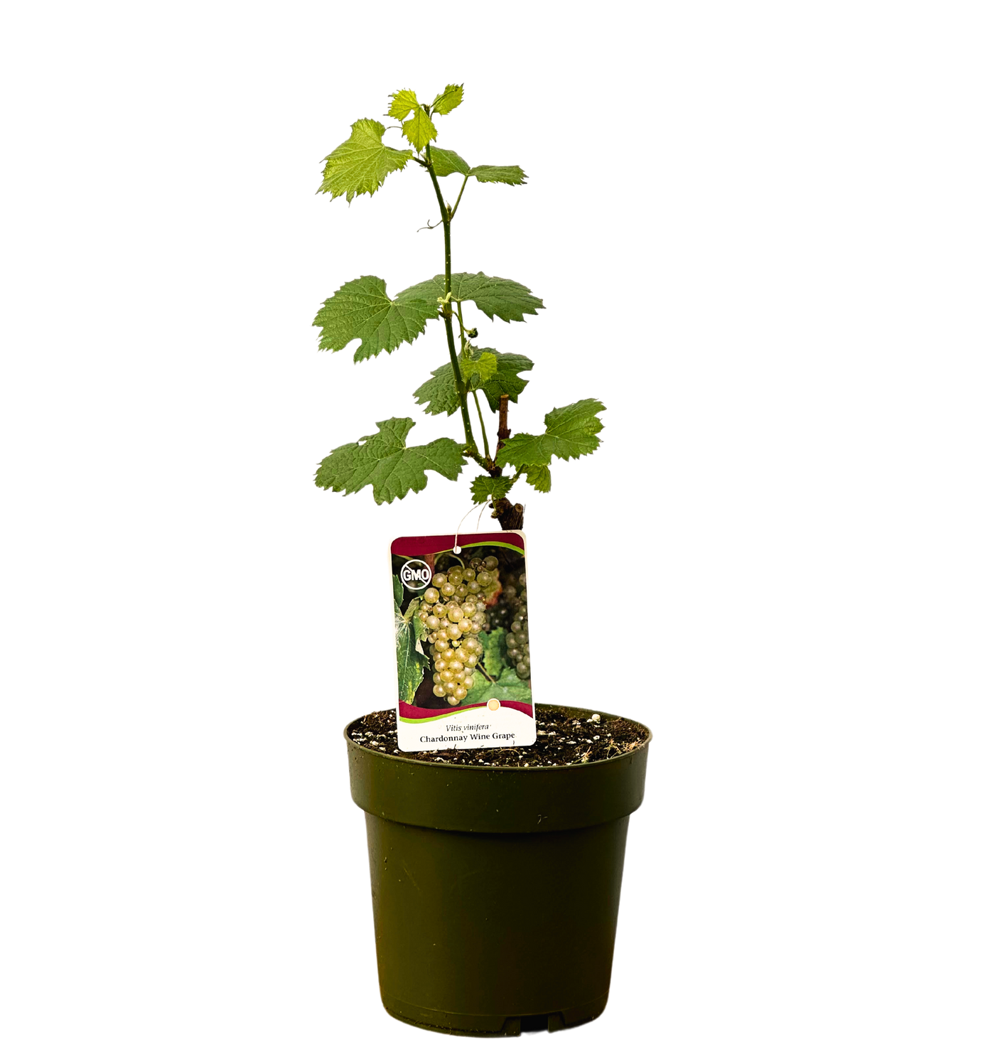 potted