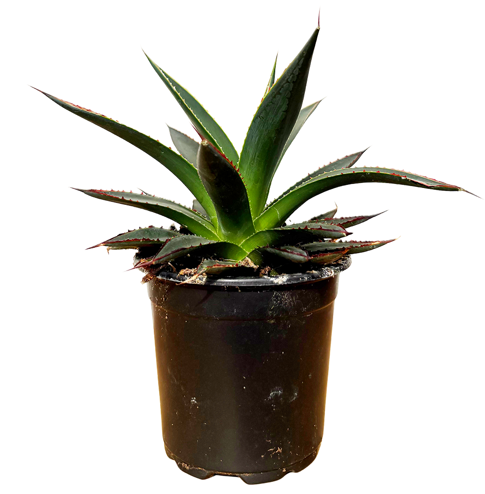 Agave Shaka Zulu (S)