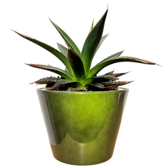Agave Shaka Zulu (S)