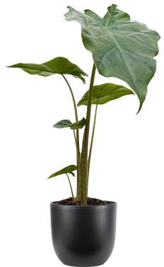 Alocasia Portora | Elephants Ear (S)