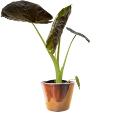 Full Bloom Bundle | Exclusive Mother's Day Bundle | Plantsome