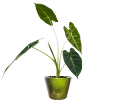 Alocasia Frydek (S)