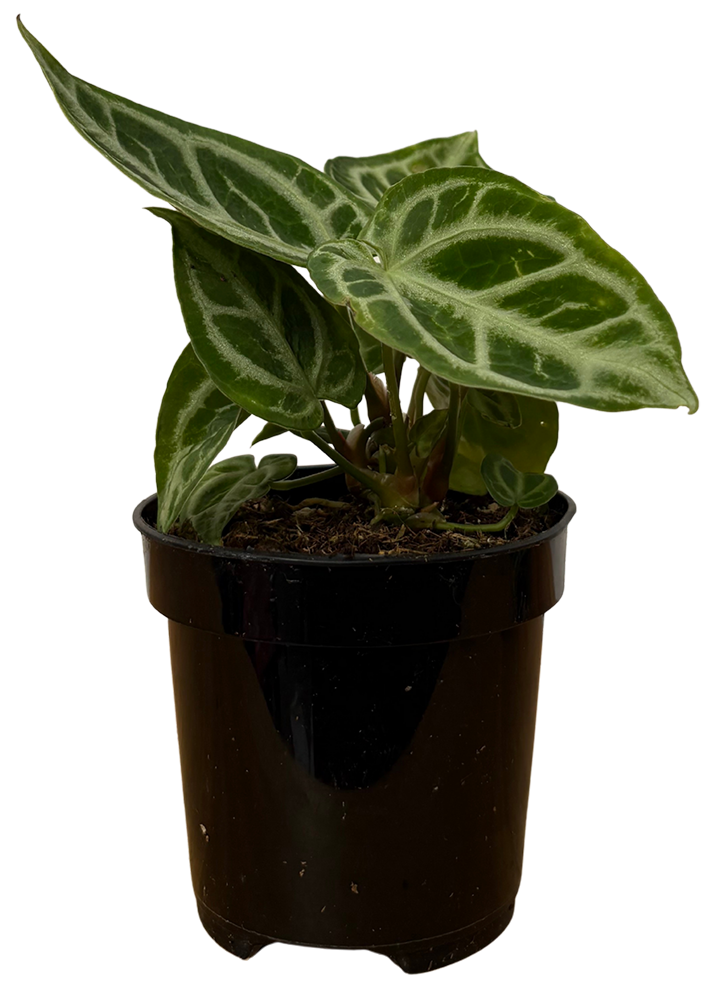 Anthurium Crystallinum (S)