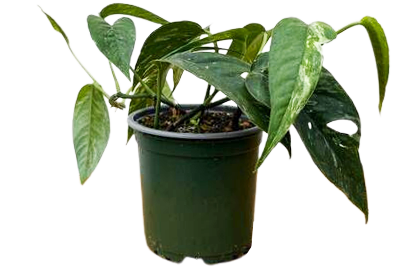 Epipremnum Pinnatum Albo (S)