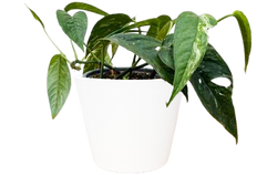 Epipremnum Pinnatum Albo (S)