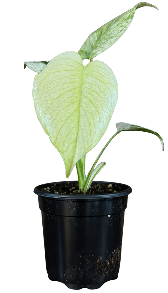 Monstera Deliciosa White Monster | (S)
