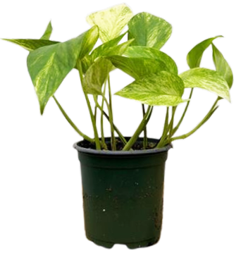 Epipremnum Aureum | Neon Queen Pothos (S)