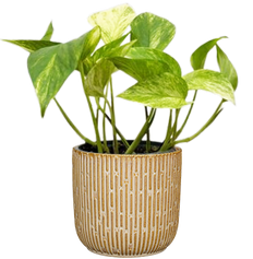 Epipremnum Aureum | Neon Queen Pothos (S)