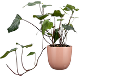Hedera Algeriensis | Green Algerian Ivy (S)