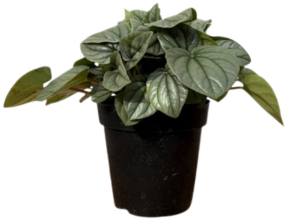 Peperomia Caperata Frost (S)