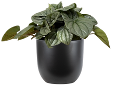 Peperomia Caperata Frost (S)