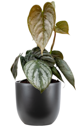 philodendron brandtianum canada Philodendron Brandtiantum | 4" Pot | Easy Care Houseplant