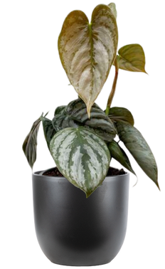 philodendron silver cloud mature Philodendron Silver Cloud | 4" Pot | Easy Care Houseplant