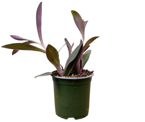 Tradescantia Purple Heart (S)