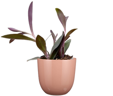 Tradescantia Purple Heart (S)