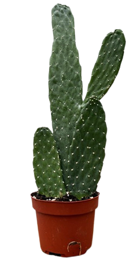 Consolea Rubescens | Road Kill Cactus (S)